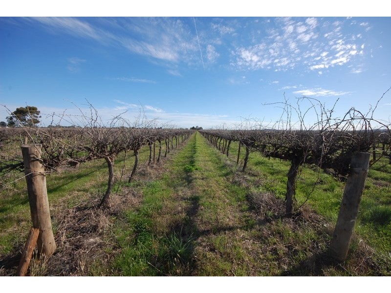 Farms 1367A and 1362B, Yenda NSW 2681