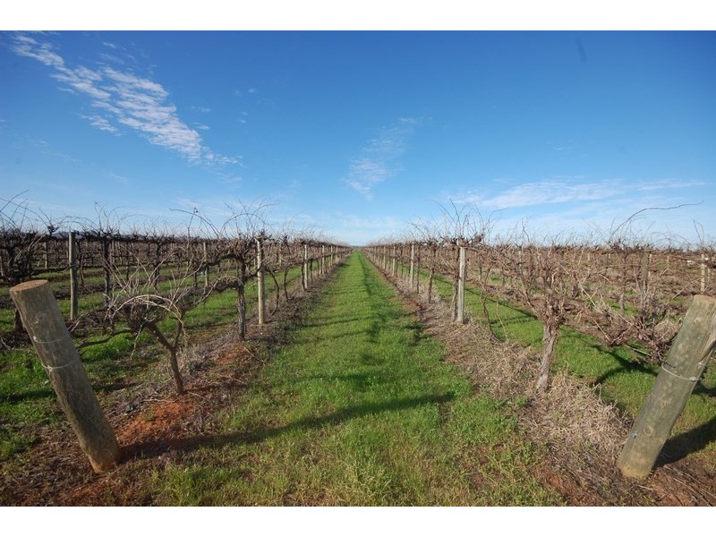 Farms 1367A and 1362B, Yenda NSW 2681