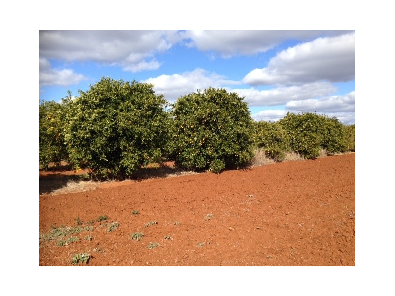 Farm 1898b Morris Rd, Lake Wyangan NSW 2680