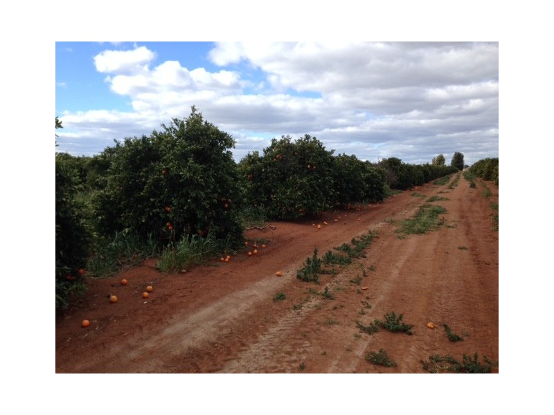 Farm 1898b Morris Rd, Lake Wyangan NSW 2680