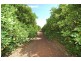 Farm 153 Kidman Way, Hanwood NSW 2680