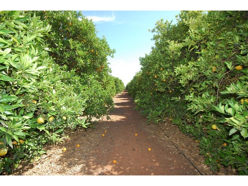 Farm 153 Kidman Way, Hanwood NSW 2680