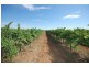 Farm 153 Kidman Way, Hanwood NSW 2680