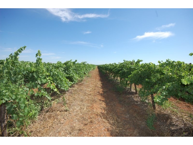 Farm 153 Kidman Way, Hanwood NSW 2680