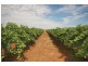 Farm 154 Kidman Way, Hanwood NSW 2680