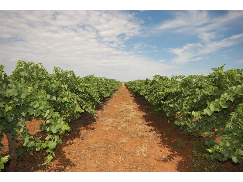 Farm 154 Kidman Way, Hanwood NSW 2680
