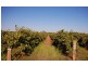 Farm 969 Sidlow Road, Griffith NSW 2680