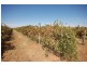 Farm 1444a Bilbul Road, Bilbul NSW 2680