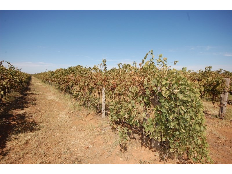 Farm 1444a Bilbul Road, Bilbul NSW 2680