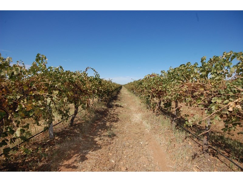 Farm 1444a Bilbul Road, Bilbul NSW 2680