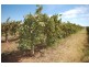 Farm 1444a Bilbul Road, Bilbul NSW 2680