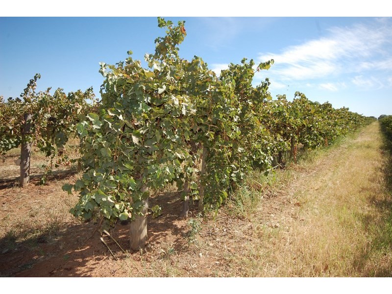 Farm 1444a Bilbul Road, Bilbul NSW 2680