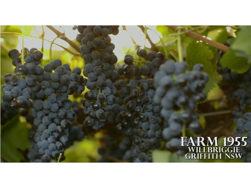 Farm 1955, Willbriggie NSW 2680