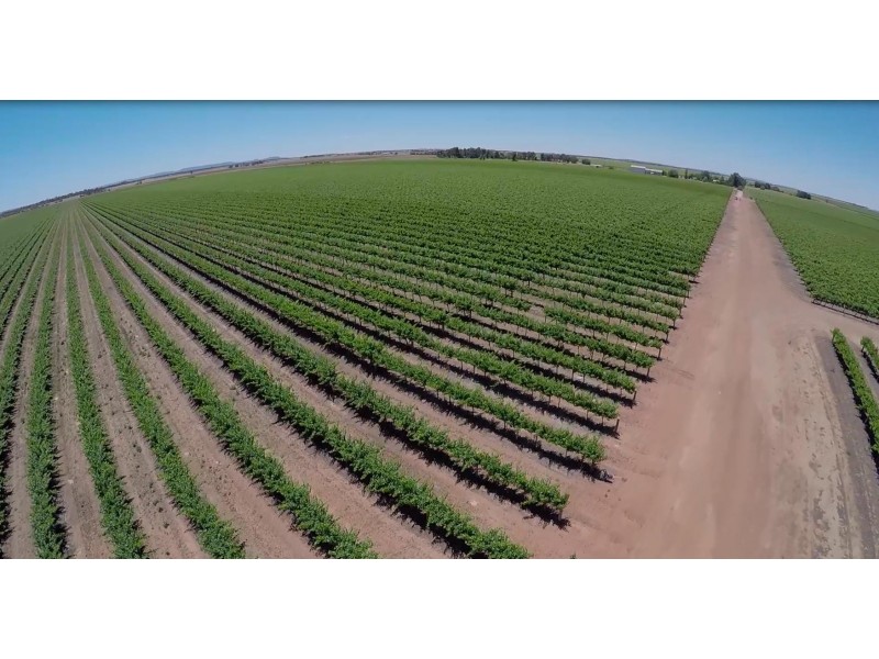 Farm 1955, Willbriggie NSW 2680