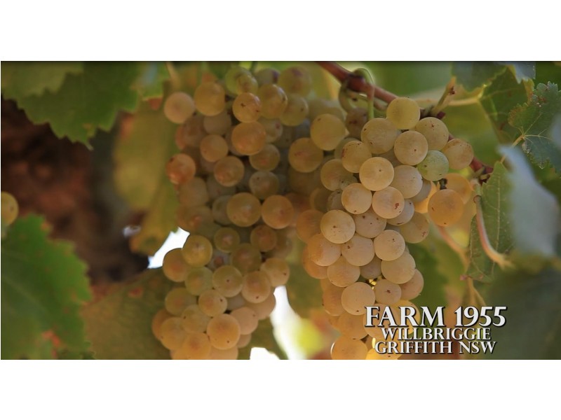 Farm 1955, Willbriggie NSW 2680