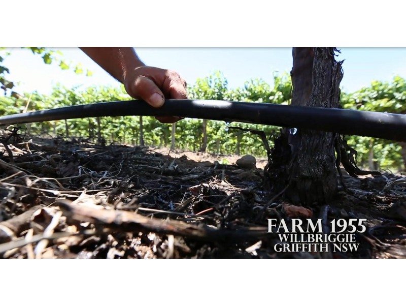 Farm 1955, Willbriggie NSW 2680