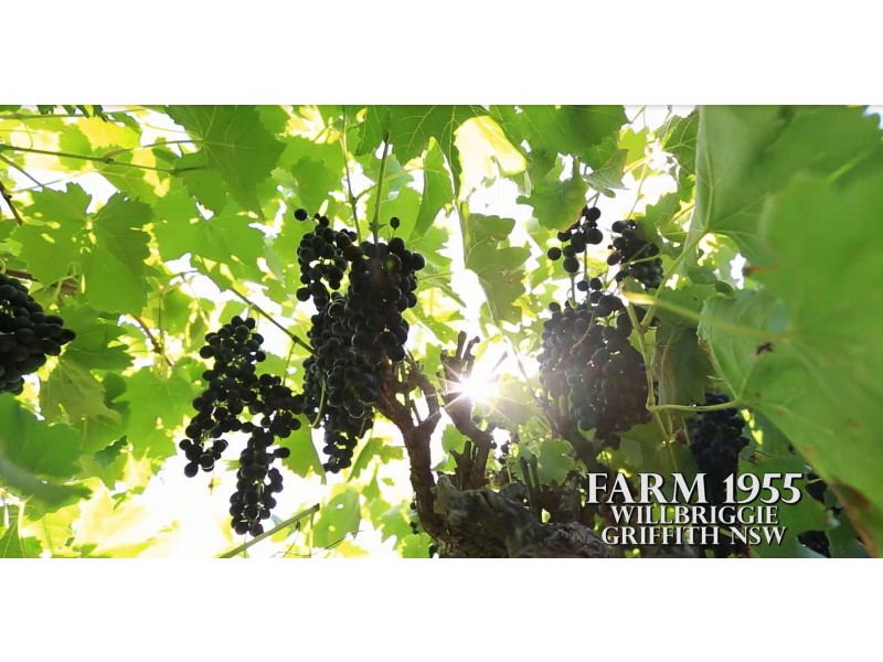 Farm 1955, Willbriggie NSW 2680