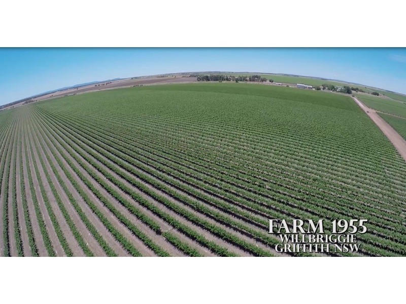 Farm 1955, Willbriggie NSW 2680