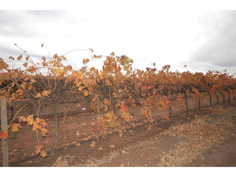 Farm 2759 Hanwood Avenue, Hanwood NSW 2680