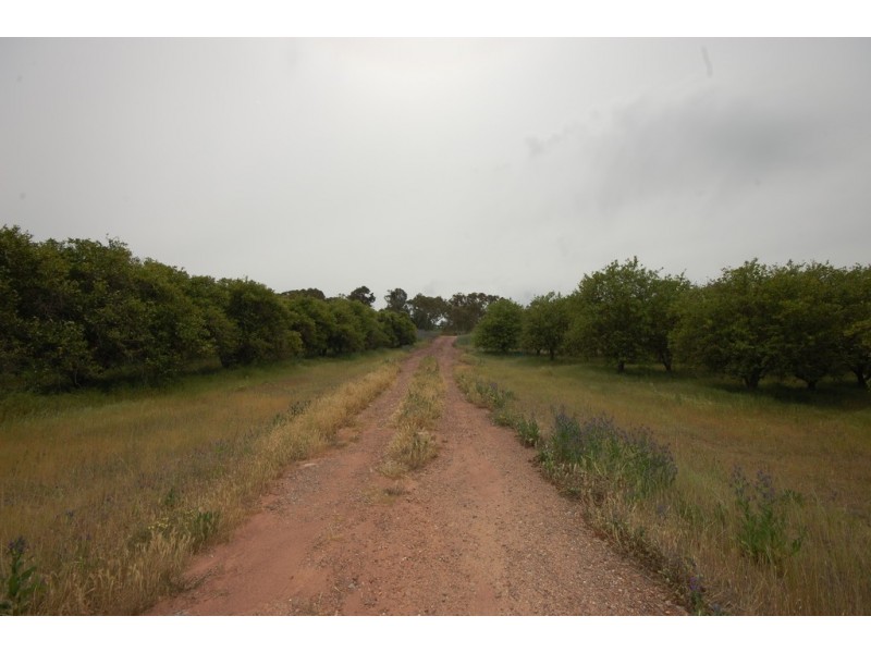 Farm 1777 Narrandera Road, Cudgel NSW 2700