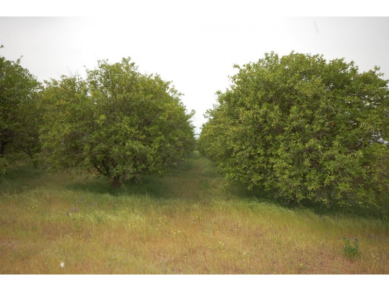 Farm 1777 Narrandera Road, Cudgel NSW 2700