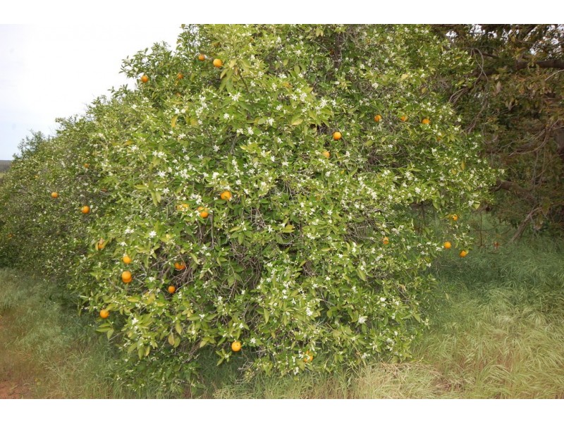 Farm 1777 Narrandera Road, Cudgel NSW 2700