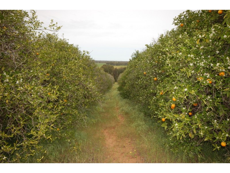 Farm 1777 Narrandera Road, Cudgel NSW 2700