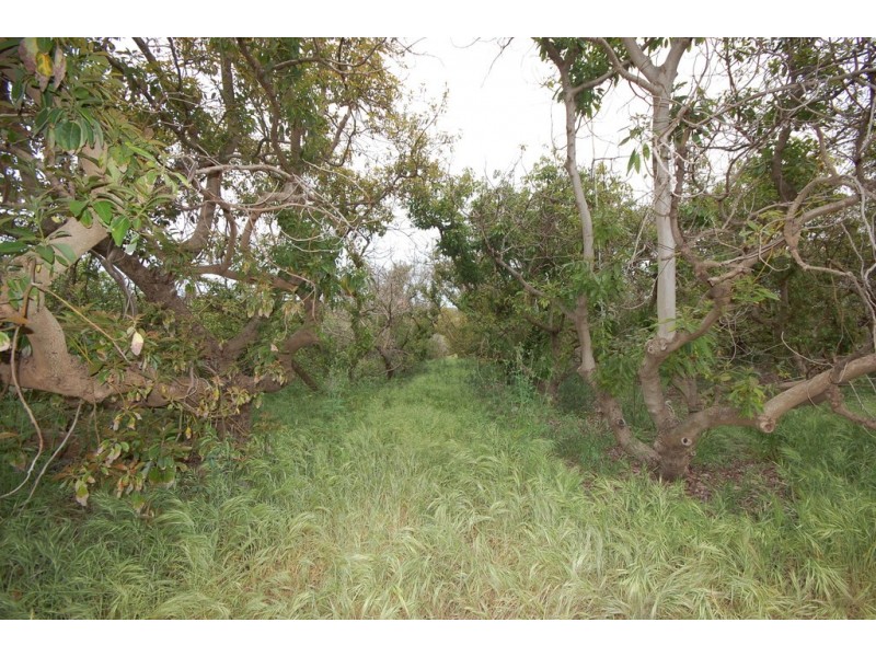 Farm 1777 Narrandera Road, Cudgel NSW 2700