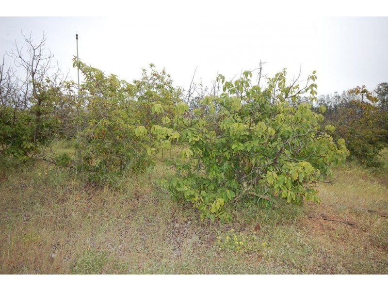 Farm 1777 Narrandera Road, Cudgel NSW 2700