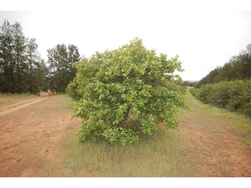 Farm 1777 Narrandera Road, Cudgel NSW 2700