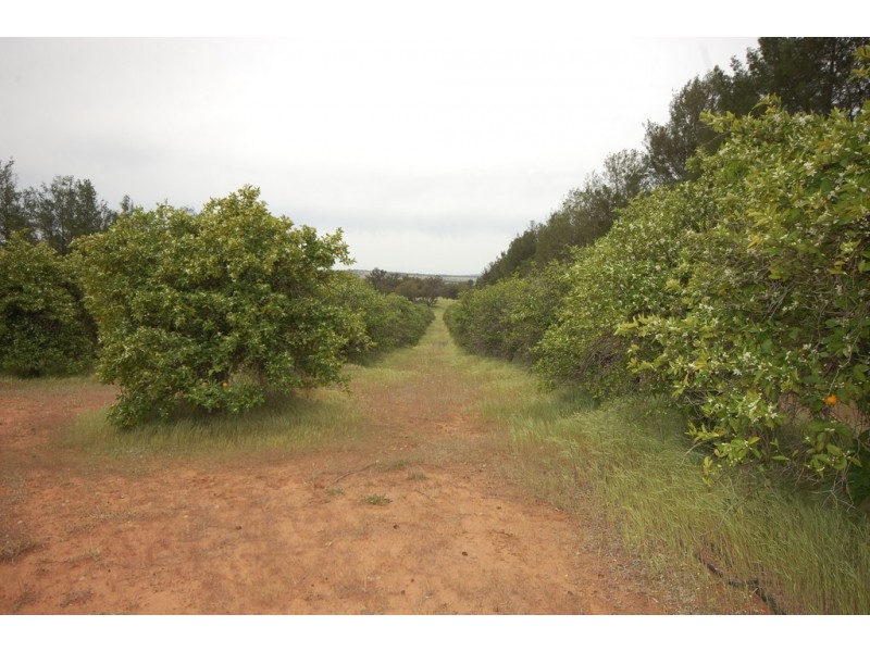 Farm 1777 Narrandera Road, Cudgel NSW 2700