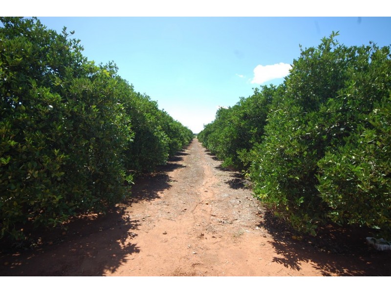 Farm 1716 Whites Road, Tharbogang NSW 2680