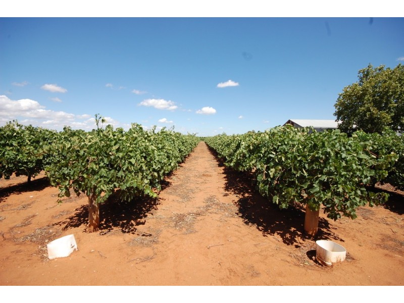 Farm 1716 Whites Road, Tharbogang NSW 2680