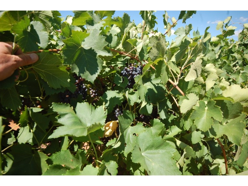 Farm 1716 Whites Road, Tharbogang NSW 2680