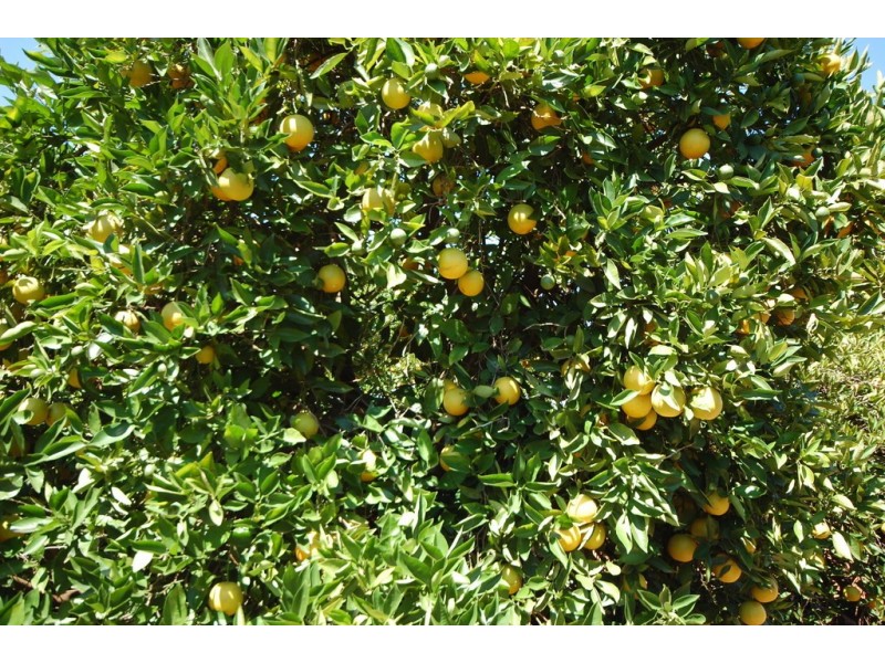 Farm 1716 Whites Road, Tharbogang NSW 2680