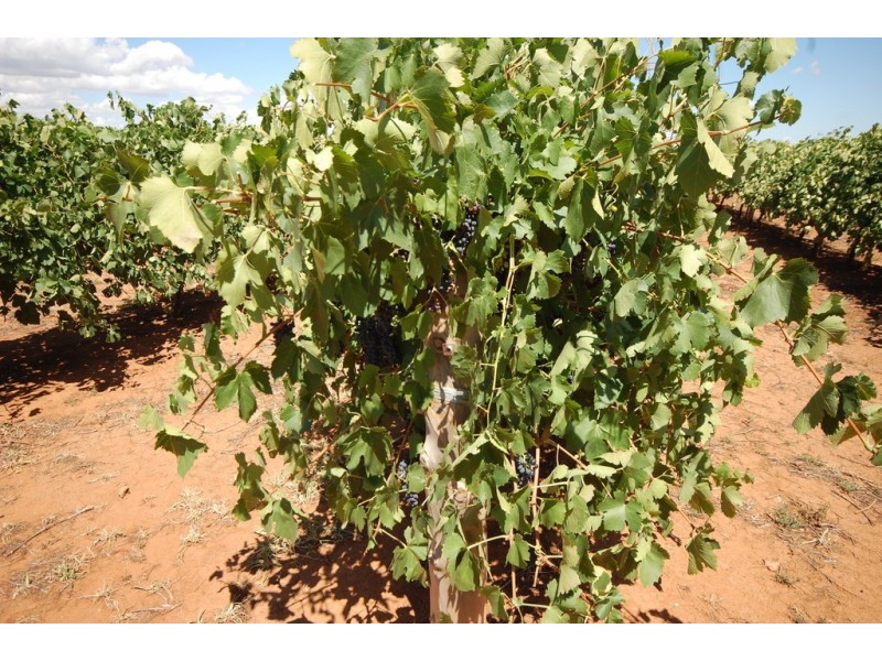 Farm 1716 Whites Road, Tharbogang NSW 2680