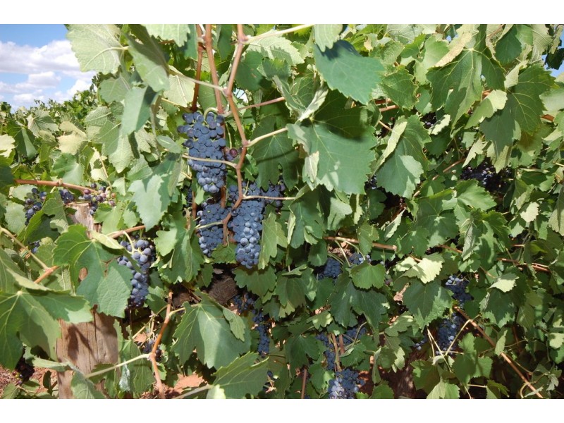 Farm 1716 Whites Road, Tharbogang NSW 2680