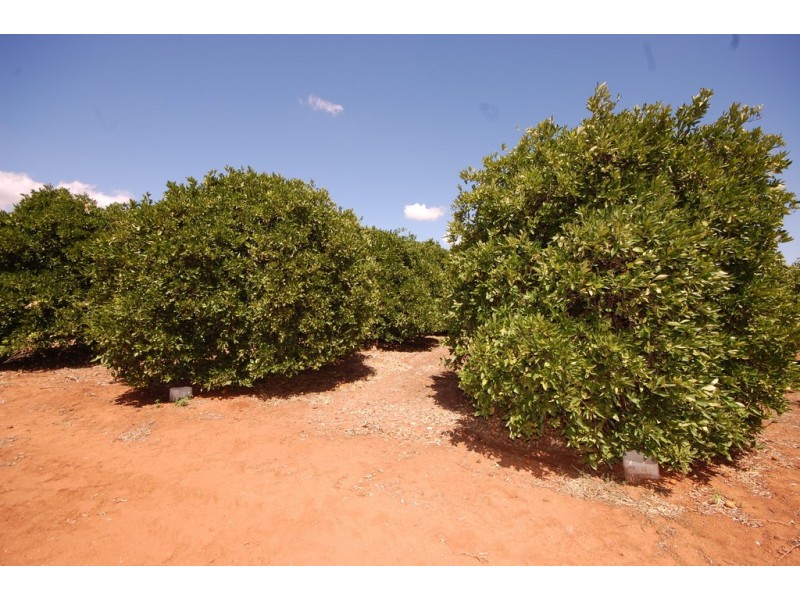 Farm 1716 Whites Road, Tharbogang NSW 2680