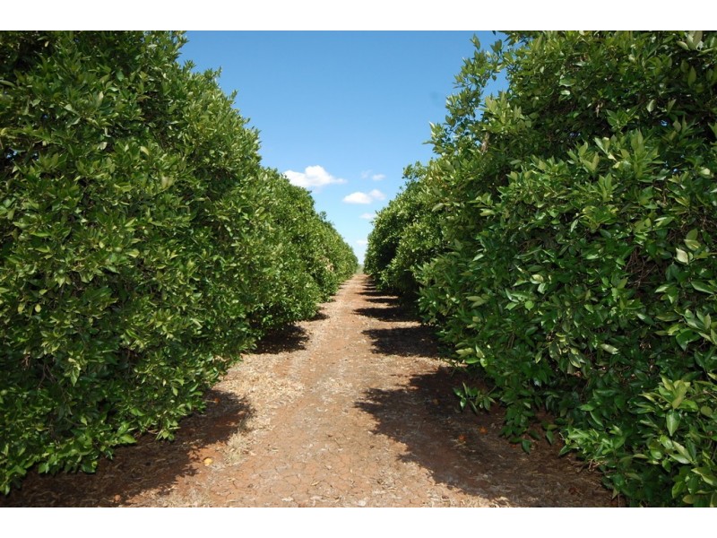 Farm 1716 Whites Road, Tharbogang NSW 2680