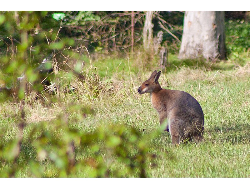 104 Henderson Road, Sheldon QLD 4157