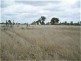 Dingo QLD 4702