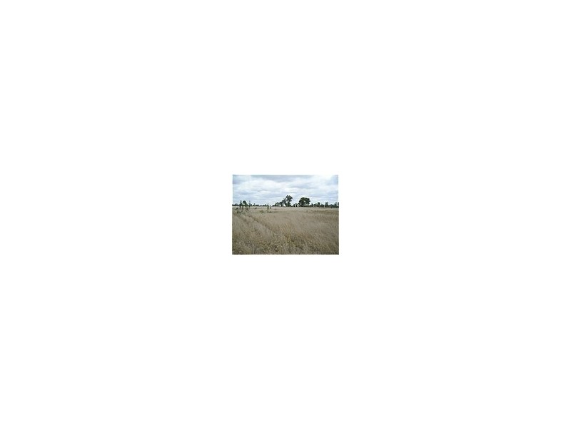 Dingo QLD 4702
