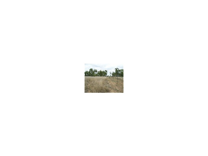 Dingo QLD 4702