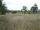 Dingo QLD 4702