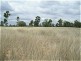 Dingo QLD 4702