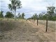 Dingo QLD 4702