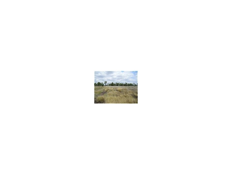 Dingo QLD 4702