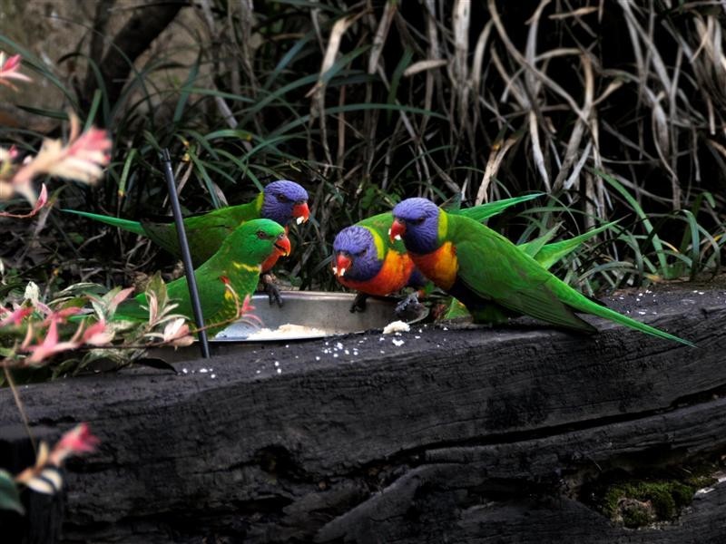 3 Bracken Court, Cashmere QLD 4500