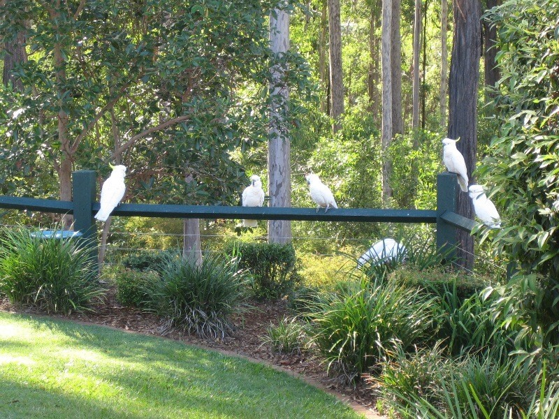 7  Mahogany Drive, Albany Creek QLD 4035