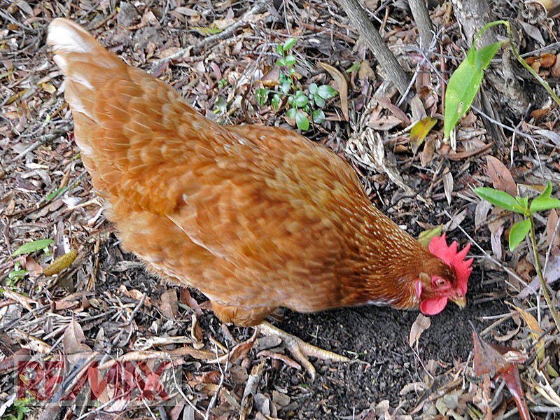 12 SHE-OAK COURT, Cashmere QLD 4500